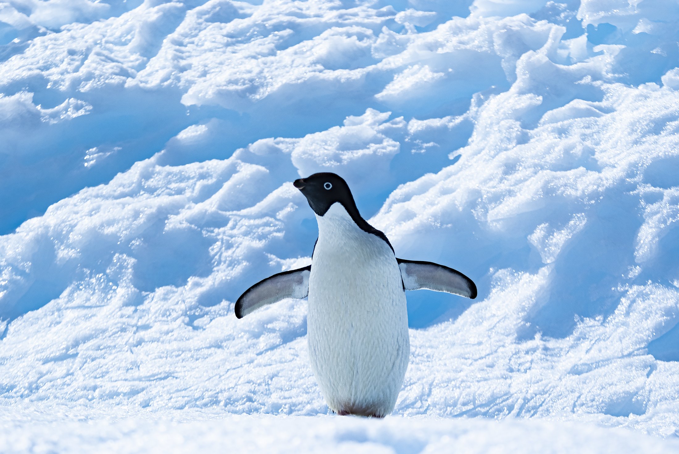 Manchot Adélie en Antarctique